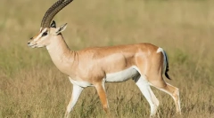 Jaran - hosszú lábú sivatagi rezidens